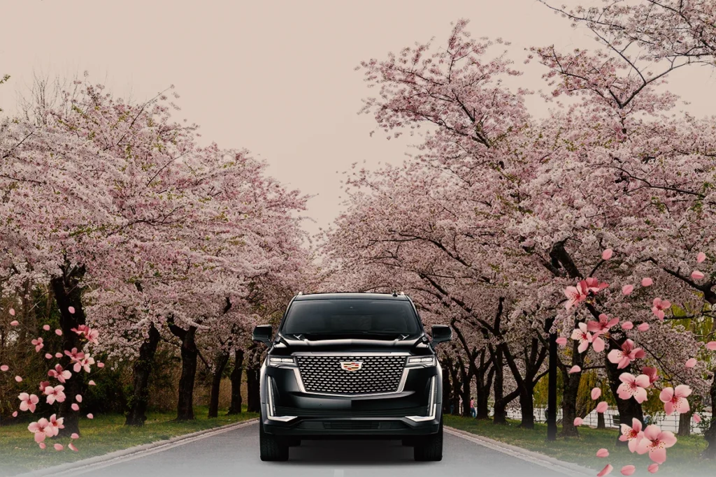 Where to See Cherry Blossoms in DC | Best Spots