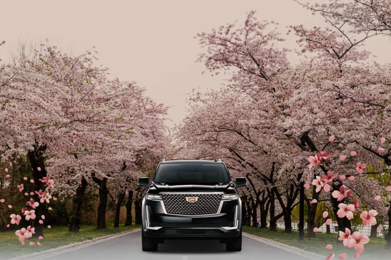 Where to See Cherry Blossoms in DC | Best Spots