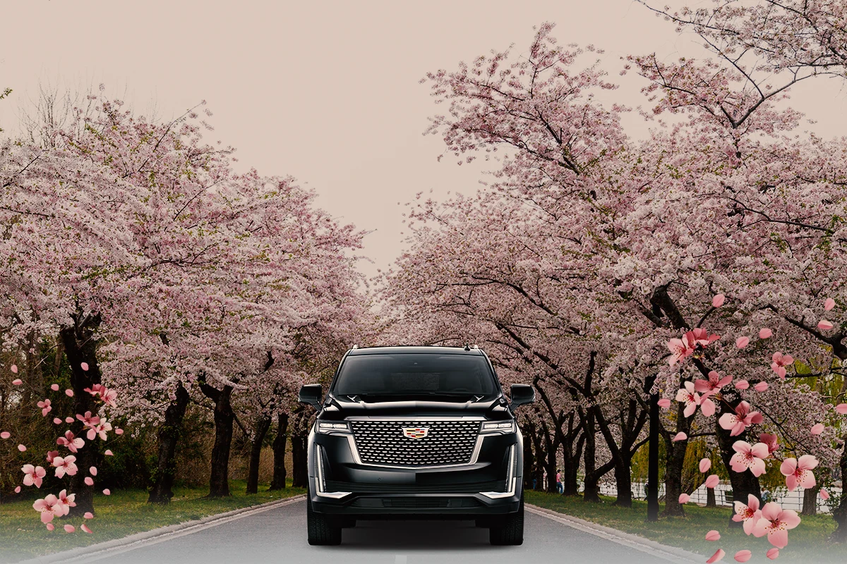 Where to See Cherry Blossoms in DC | Best Spots